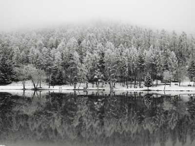 湖边树木的灰度照片
